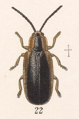 c._elegantula.jpg