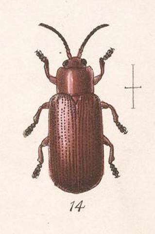 c._erichsoni.jpg
