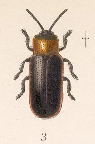 c._fulvolimbata.jpg