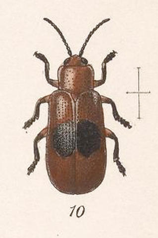 c._gratiosa.jpg