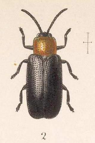 c._ruficollis.jpg