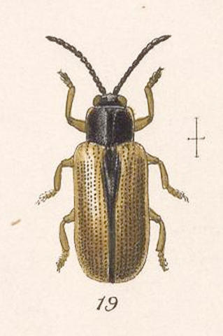 c._suturalis.jpg