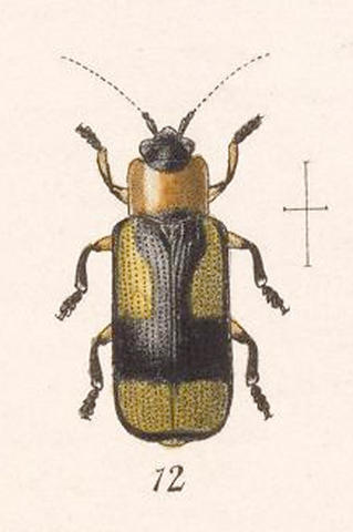 c._ornata.jpg